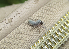 Tutelina similis