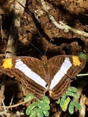 Adelpha fessonia