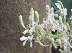 Alpinia galanga