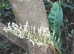 Alpinia galanga