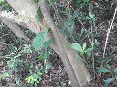 Alpinia galanga