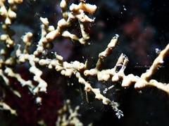 Hydrozoanthus gracilis