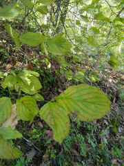 Cornus florida urbiniana