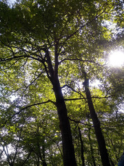 Cornus florida urbiniana