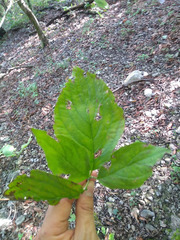 Cornus florida urbiniana