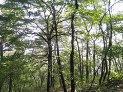 Cornus florida urbiniana