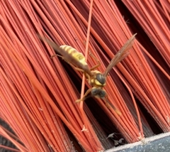 Apoica