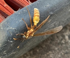 Apoica