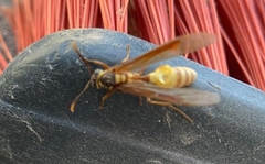 Apoica