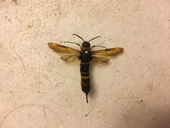 Eriotremex formosanus