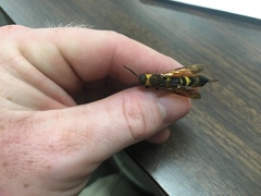 Eriotremex formosanus