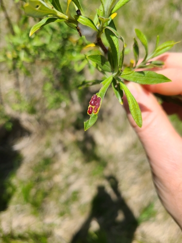 Euura elaeagnocola