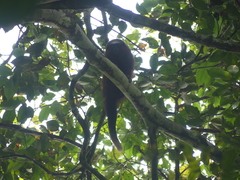 Plecturocebus discolor