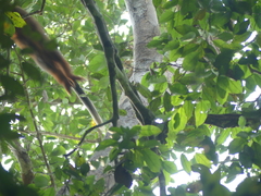 Plecturocebus discolor