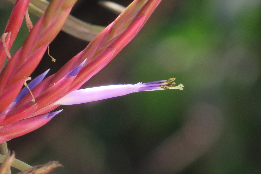 Tillandsia caput-medusae growing epiphytically