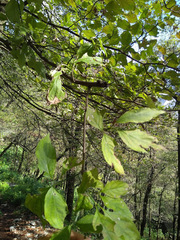 Cornus florida urbiniana