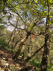 Cornus florida urbiniana