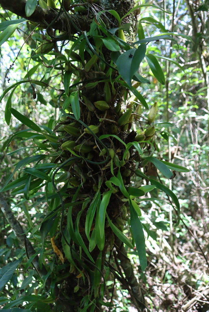 Bulbophyllum josephi