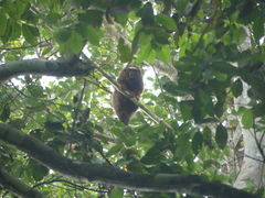 Plecturocebus discolor