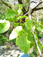 Acer negundo texanum