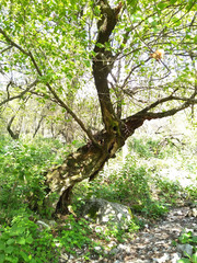 Acer negundo texanum