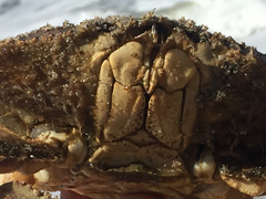 Metacarcinus magister