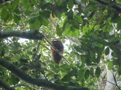 Plecturocebus discolor