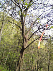 Cornus florida urbiniana