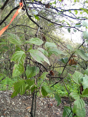 Cornus florida urbiniana
