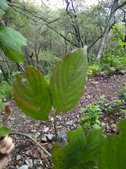 Cornus florida urbiniana