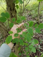 Fraxinus quadrangulata