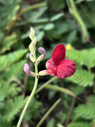 Macroptilium campestre
