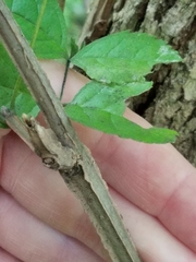 Fraxinus quadrangulata