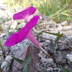Ipomoea elongata