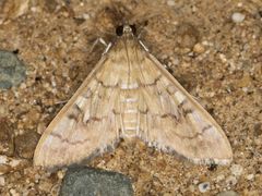 Mimorista trimaculalis
