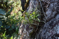 Tridactyle tridactylites