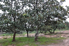 Quercus resinosa