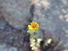 Heterotheca fulciens
