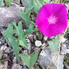Ipomoea elongata