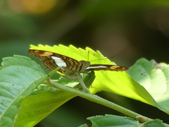 Adelpha