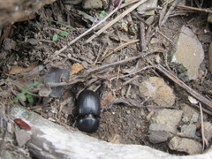 Archophileurus cribrosus