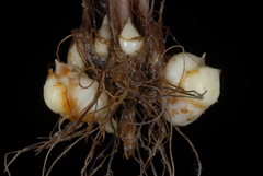 Luzula bulbosa