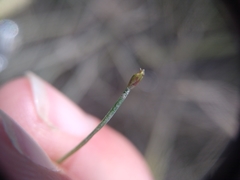 Eleocharis flavescens