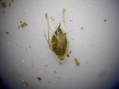 Eleocharis flavescens