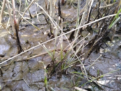 Eleocharis flavescens