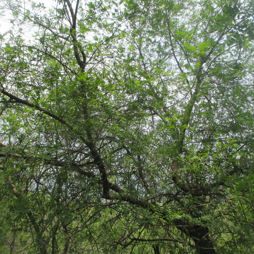 Mexican Pistache (Pistacia mexicana)