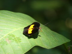 Catonephele acontius