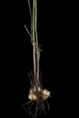 Luzula bulbosa
