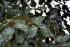 Quercus resinosa
