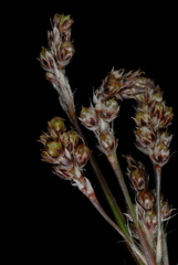 Luzula bulbosa